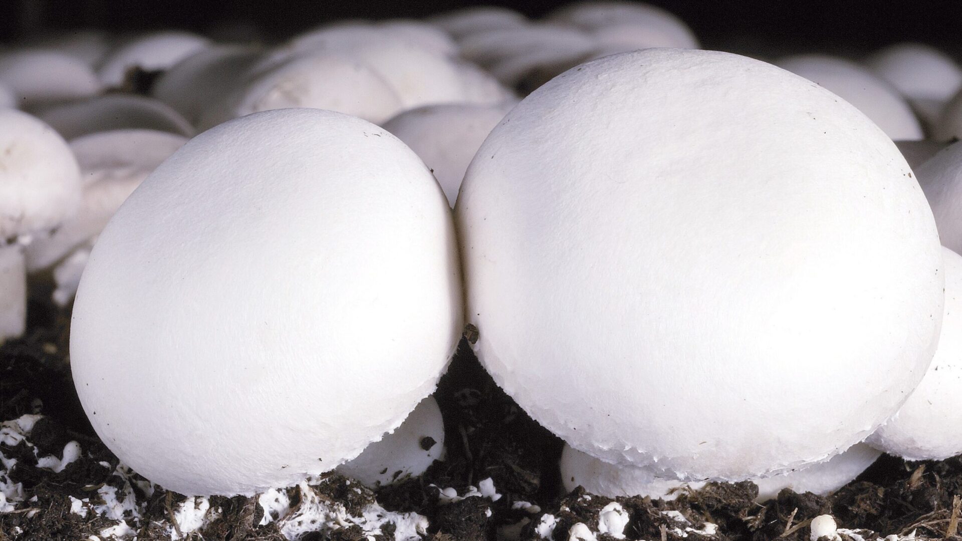 aimplas hongos residuos